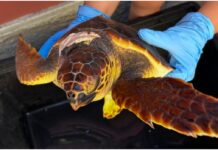 Tartaruga Caretta caretta recuperata al porto degli Aregai in cura presso l’Acquario di Genova