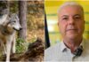 Lupo in provincia di Imperia, Pautasso (Coldiretti): “Fenomeno in aumento, stiamo lavorando a misure innovative” lupo Coldiretti Pautasso
