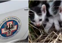 Ventimiglia: sei gattini recuperati da un’intercapedine grazie alle Ambulanze Veterinarie gatti Ambulanze Veterinarie