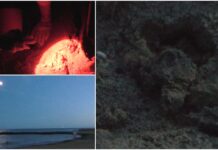 Il nido di Arma di Taggia è un successo, altre 9 tartarughe nate all’ombra della Fortezza nido arma di taggia tartarughe caretta