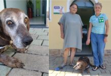 Dopo 11 anni in canile a Vallecrosia, Fabio trova finalmente una casa cane Fabio