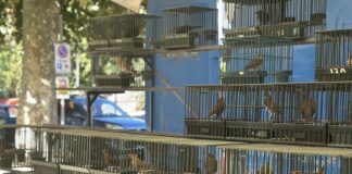 Diano Marina, domani apre la 71esima mostra venatoria mercato