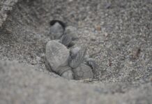 Riva Ligure, schiuse le uova di tartaruga Caretta caretta: i primi piccoli verso il mare tartarughe riva ligure