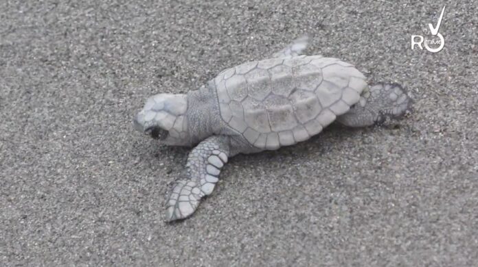 tataruga caretta tataruga caretta