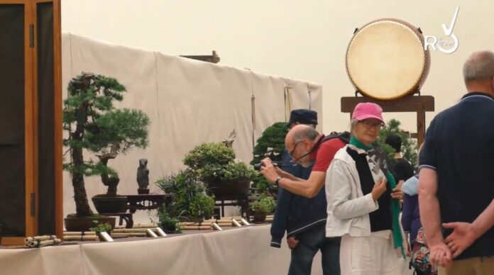 festival bonsai imperia