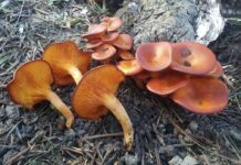 Funghi, che passione! Ma attenzione: gli avvertimenti di Asl1 funghi