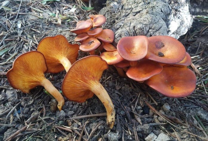 funghi