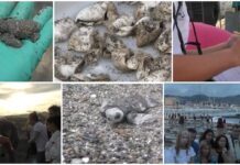 Si chiude la “Stagione delle Tartarughe” in Provincia di Imperia con circa 213 piccole Caretta caretta nate