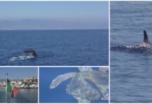 Una giornata al Santuario dei Cetacei: delfini, capodogli, tartarughe e la provincia di Imperia vista dal mare aperto santuario pelagos