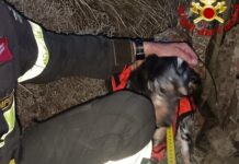 Molini di Triora, cane cade in un pozzo a Drego: salvato dai Vigili del Fuoco