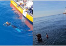 “Buona vita, Thalassa”. La tartaruga Caretta caretta salvata a Imperia torna in mare con il primo tag satellitare Thalassa