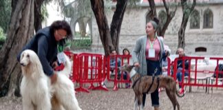 “Bordighera Dog Show”: quattro zampe in passerella domenica 5 ottobre ai Giardini Lowe