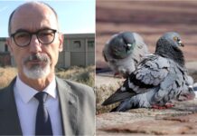 Imperia, pronta la campagna contro i piccioni. Vicesindaco Fossati: “Mangime con farmaco antifecondativo per ridurne la presenza” giuseppe fossati - piccioni