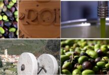 Badalucco, “Ghe semu, franzemu!”: al Frantoio Roi via alla stagione della frangitura delle olive Frantioi-Roi-Ghe-semu-franzemu