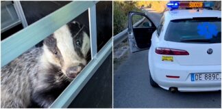 Bordighera: tasso ferito salvato grazie all’intervento delle Ambulanze Veterinarie. “Lavorare insieme per proteggere e salvare la fauna del nostro territorio” tasso Ambulanze Veterinarie