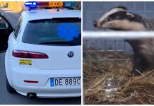 Il tasso soccorso a Bordighera torna libero nel suo ambiente naturale tasso bordighera