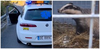 Il tasso soccorso a Bordighera torna libero nel suo ambiente naturale tasso bordighera
