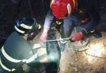 Ceriana, cane disperso da tre giorni recuperato dai Vigili del Fuoco in un vascone