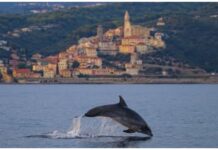Cervo, un tramonto e un delfino: incontro con il tursiope F5 Delfino Cervo