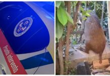 Imperia: cinghiale incastrato in una recinzione salvato grazie a un intervento congiunto Ambulanze Veterinarie cinghiali