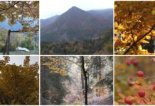 La Valle Argentina si fa dorata: l’autunno dipinge il Parco delle Alpi liguri con il foliage valle argentina foliage