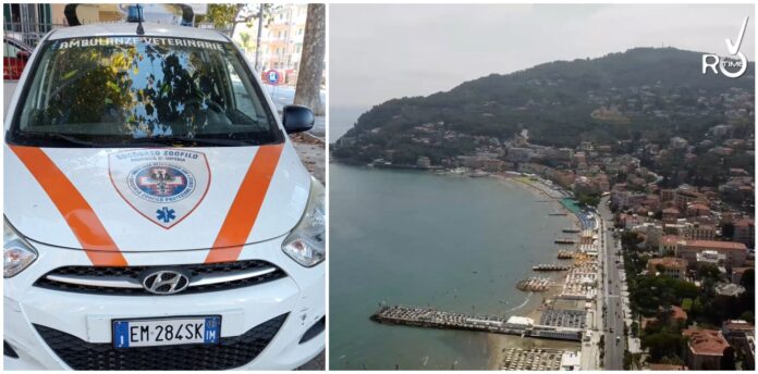 mezzo ambulanza veterinaria mezzo ambulanza veterinaria