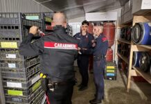 I Carabinieri scoprono 350 chili di marijuana in una serra tra Sanremo e Ospedaletti: arrestato un imprenditore agricolo