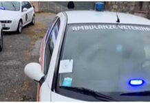 Cane anziano soccorso a Ventimiglia: l’ultimo saluto delle Ambulanze Veterinarie Cane Ambulanze Veterinarie