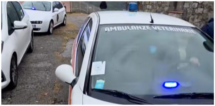 Cane Ambulanze Veterinarie Negli scorsi giorni le Ambulanze Veterinarie sono intervenute a Ventimiglia per prestare soccorso a un cane anziano colpito da crisi epilettiche a grappolo. L’animale è stato trasportato d’urgenza alla Clinica Veterinaria Ponente, dove i veterinari hanno immediatamente avviato tutti gli accertamenti e le cure possibili. Nonostante l’impegno del personale, gli esami hanno purtroppo confermato che non vi era più nulla da fare. Con grande dolore, si è deciso di accompagnare il piccolo paziente con delicatezza ‘oltre il ponte’, per porre fine alle sue sofferenze. “Ciao piccolo, il tuo dolore è finito. Corri libero ora, tra le nuvole”, hanno commentato i soccorritori.