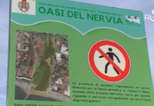 Camporosso, studenti in spiaggia per “I giardini incantati del mare”: inaugurato il pannello sulla Cymodocea nodosa oasi del nervia