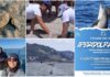 A Imperia ‘Aperidolphin 2025’: foto, video, racconti dai Delfini del Ponente e un aperitivo in compagnia Aperidolphin
