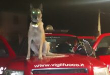 Disperso nei boschi di Rocchetta Nervina: escursionista ritrovato grazie ai cani dei Vigili del Fuoco Bowie e King
