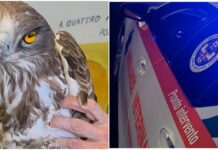 Biancone protetto impallinato a Ventimiglia, Ambulanze Veterinarie: “Grave episodio di bracconaggio” Biancone