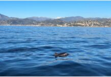 Bordighera, delfini vicini alla costa e montagne imbiancate sullo sfondo: bellezza tra mare e neve nel Ponente Ligure Delfini del Ponente