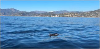 Bordighera, delfini vicini alla costa e montagne imbiancate sullo sfondo: bellezza tra mare e neve nel Ponente Ligure Delfini del Ponente