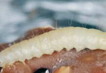 Bordighera, larve di plodia nella pasta della mensa scolastica: Elior elimina il lotto e avvia disinfestazione larva plodia