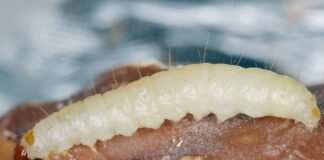 Bordighera, larve di plodia nella pasta della mensa scolastica: Elior elimina il lotto e avvia disinfestazione larva plodia