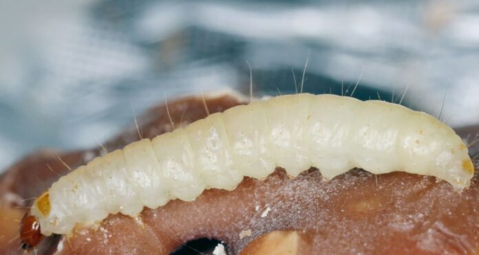 larva plodia larva plodia