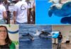 Delfini del Ponente, un 2025 di avvistamenti record: prime tracce del ritorno della foca monaca nel Santuario Pelagos bilancio 2025 delfini del ponente