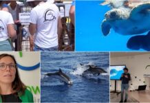 Delfini del Ponente, un 2025 di avvistamenti record: prime tracce del ritorno della foca monaca nel Santuario Pelagos bilancio 2025 delfini del ponente