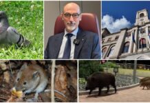 Imperia, Fossati fa il punto su piccioni, cinghiali e ratti in cittĂ : “La fauna selvatica è sempre piĂą urbana. Serve lavorare con costanza e con metodi efficaci” Fauna selvatica Imperia