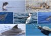 Delfini del Ponente traccia il bilancio del 2025: sei tursiopi neonati e 494 tartarughe schiuse delfini del ponente