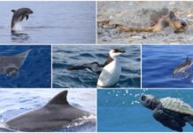 Delfini del Ponente traccia il bilancio del 2025: sei tursiopi nati e 494 tartarughe schiuse delfini del ponente