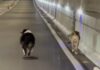 Airole, due cani in fuga nella galleria di Airole cani galleria airole