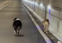 Due cani in fuga nella galleria di Airole cani galleria airole