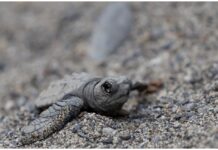 Imperia: il progetto dei Delfini del Ponente sostenuto da AERA. “Per rafforzare sensibilizzazione, divulgazione e formazione sulle tartarughe marine” Menkab_ il respiro del mare AERA
