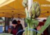 Ospedaletti, domenica 15 marzo torna la “Sagra del Carciofo” sagra carciofi ospedaletti