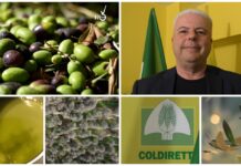 Olivicoltura ligure, Pautasso (Coldiretti): “Conclusa un’annata di scarica. Non possiamo continuare con questa alternanza, serve un piano regionale” Olivicoltura Coldiretti