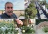 Aspettando “Sanremo in Fiore”: viaggio nella floricoltura imperiese e nella storia dei carri con Donato Piccirilli sanremo in fiore piccirilli