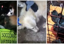 Diano San Pietro, “Cagnolina intrappolata per tre giorni partorisce in un buco”: salvata con i cuccioli dalle Ambulanze Veterinarie Cagnolina